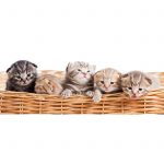 LightHeaded Bed 5 Kittens in a Basket Image